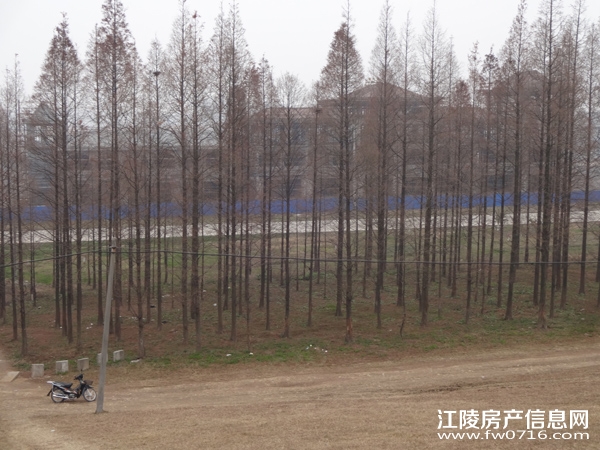 ������״�Ƶ�