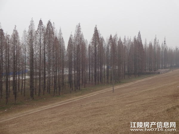 ������״�Ƶ�