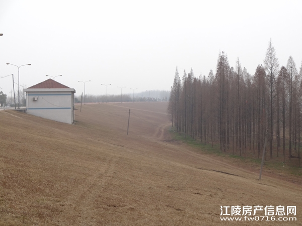 ������״�Ƶ�